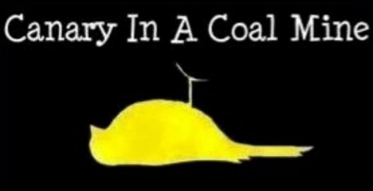 Canary in the Cabin